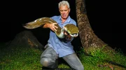 Jeremy Wade wrestling a giant mottled eel after having caught it.