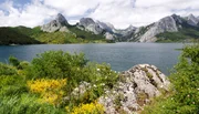 Die Wolfsrudel leben versteckt in den Wäldern der Kordillere.