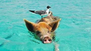 A pig and a gull