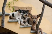 Cookie, Jojo und Brezel, die Hunde des Hauses Hansen/Brüggemann.