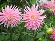 Prächtige Dahlien.