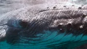 Die Gewässer um Island sind besonders fischreich und ziehen auch Meeresriesen wie den Buckelwal an.