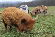 "intelligent, hochsozial und empfindsam für Schmerz: Kune-Kune Schweine"