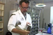 Forscher entwickeln neue Medikamente mithilfe des Gifts, die Allergien und Krankheiten wie Fettleibigkeit und Diabetes heilen sollen. Diese Methode könnte großes Potenzial besitzen, denn immerhin gibt es etwa 170.000 giftige Spezies auf der Erde.