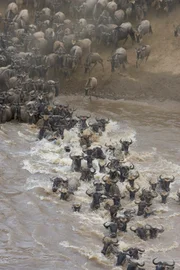 Auf ihrer großen Wanderung müssen die Gnus viele Hindernisse überwinden ...