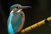 Eisvogel