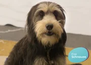 Tiere gehören einfach dazu. Ob Schmusekatze oder Wachhund, ob gerettetes Eichhörnchen oder Meerschweinchen fürs Kind. Die neue Magazinsendung "Frei Schnauze" gibt Tipps zum Leben mit Tieren.