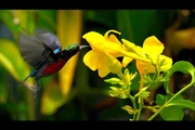 Kolibris sind neben anderen Paradiesvögeln für ihre ausgeklügelten Balztänze bekannt.