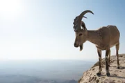 Portrait of a male Nubian ibex (Capra nubiana). Nubian ibex are wild social goats that live on steep terrain and cliffs. Males average almost 140 pounds in weight.