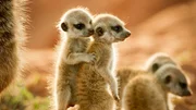 Neugierige Erdmännchen-Babys