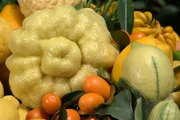 Oskar Tintori ist zweifelsohne einer „der“ Experten in Sachen Citrus-Gewächse. In seinem Betrieb in der Nähe von Florenz widmet er sich Orangen, Zitronen und Mandarinen, düngt, schneidet, gießt und veredelt sie.