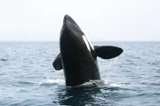 Ein Orca auf dem Sprung aus dem Wasser