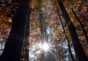 Die Lufttemperatur und die Menge des einfallenden Lichtes steuern die meisten Abläufe des Lebens im Wald.