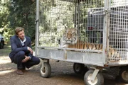 Der reiche Autohändler Archer Braddock wird in einem Waldgebiet tot in einer Erdmulde  aufgefunden. Ein aus einem Gehege ausgebrochener Tiger hatte seine Leiche ausgegraben. Patrick (Simon Baker) und seine Kollegen beginnen mit den Ermittlungen ...