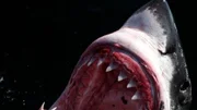 White Shark.