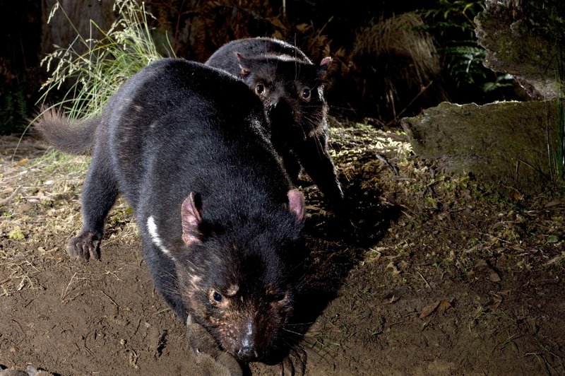 Tasmaniens Beuteltiere – Teufel ohne Zukunft (GB/AUS, 2016)