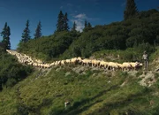 Alpen, Sennen, Hirten