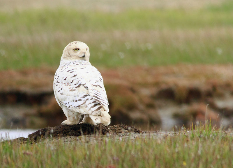 Schnee-Eulen - Schwingen über der Arktis (A, 2012)