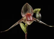 Verlockende Orchidee: Rothschildianum oder Frauenschuh