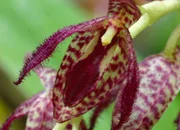 Orchidee namens Pleurothallis