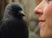 Rabenvögel: klug und dem Menschen zugewandt