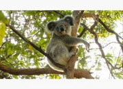 Liebt Eukalyptus-Wälder: der Koalabär