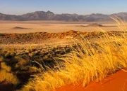 Typische Graslandschaft in Namibia