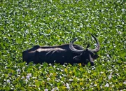Wilder asiatischer Wasserbüffel im Kaziranga Naitonalpark