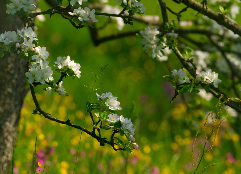 Der Frühling - Zeit des Aufbruchs (D, 2018)