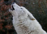Inspiration
Tiere, die Geschichte schrieben
Staffel 1, Episode 6
Inspiration