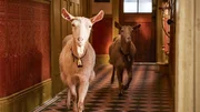 Skeldale House versinkt im Chaos