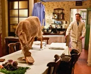 Eine Ziege &uuml;berfordert James Herriot (Nicholas Ralph)