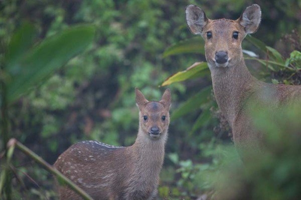 Under the shadow of the Himalayas hide rhinoceroses, wild buffalo and Asian elephants. Through the eyes of a newborn elephant calf, explore this land of unexpected contrasts and natural beauty.