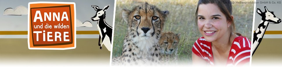 Anna Und Die Wilden Tiere Spinnen
