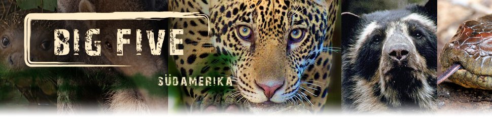 Big Five Südamerika Big Five Südamerika