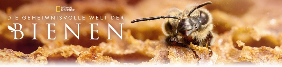 Die geheimnisvolle Welt der Bienen