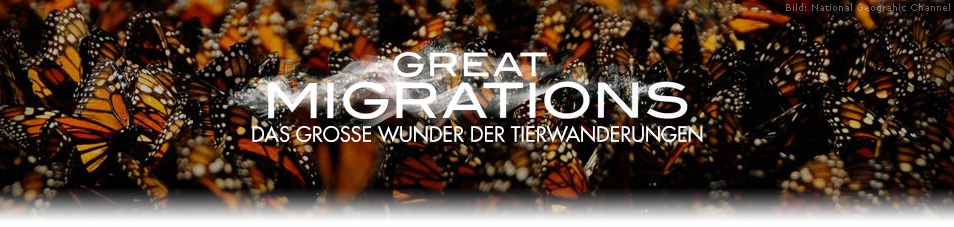 Great Migrations - Das große Wunder der Tierwanderungen