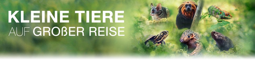 Kleine Tiere auf großer Reise