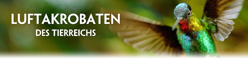 Luftakrobaten des Tierreichs