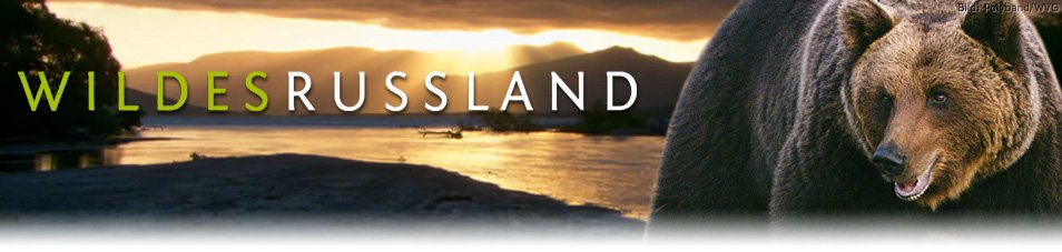 Wildes Russland Stream Wildes Russland Stream