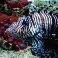 23 neue Geschichten aus Tiergärten am Nachmittag