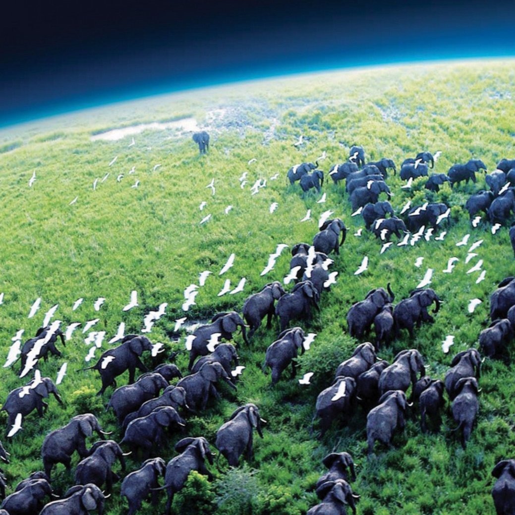 Planet earth live. Планета земля ВВС животных. Bbc Планета земля by Tuff GBC
