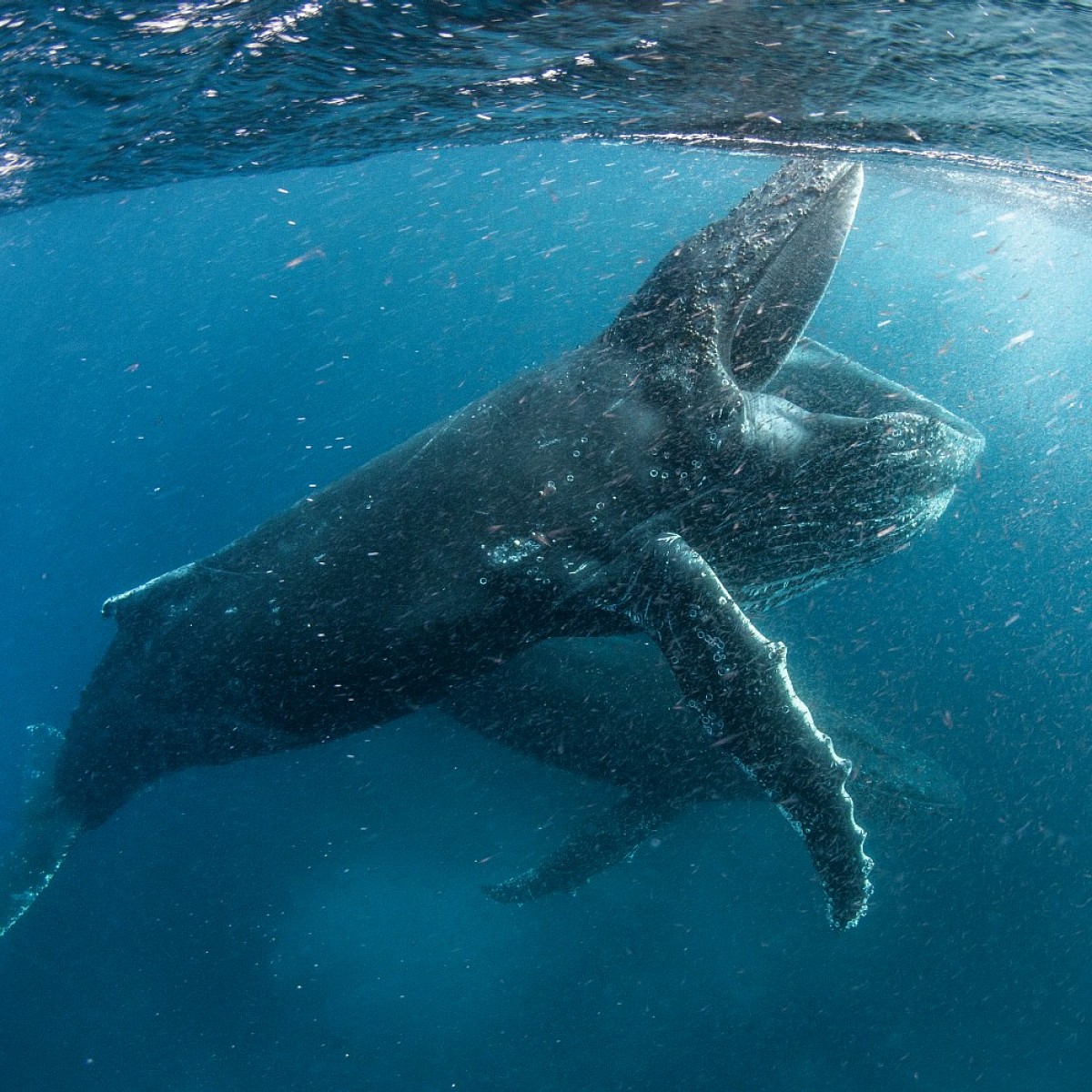 Unser Planet Netflix