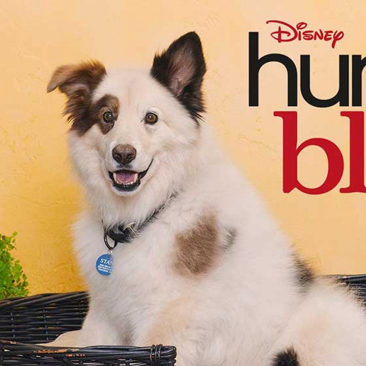 &quot;Hund mit Blog&quot; Disney Channel zeigt dritte Staffel ab Mitte Juni