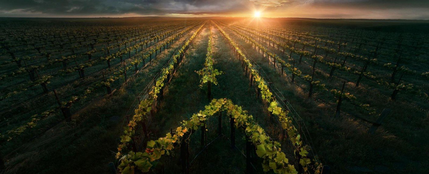 "Enterprise"-Captain als Herr über den Weinberg