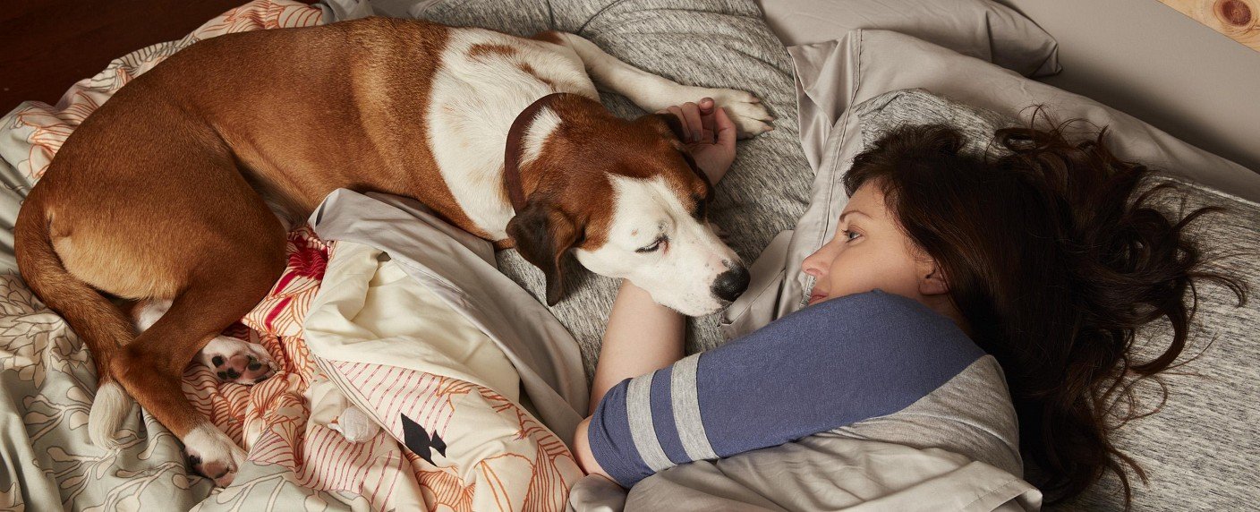 Hunde-Comedy sucht nach neuem Zuhause