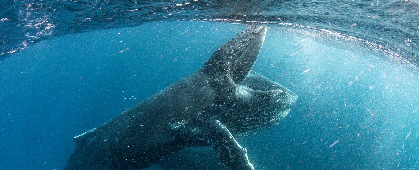 Vier-Jahres-Projekt wird im April veröffentlicht