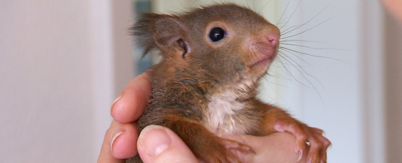 Neue Folgen der VOX-Doku-Soaps