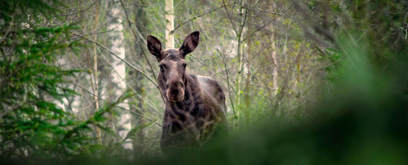 Live-Stream soll zur schwelgenden "Slow-TV-Sensation" werden
