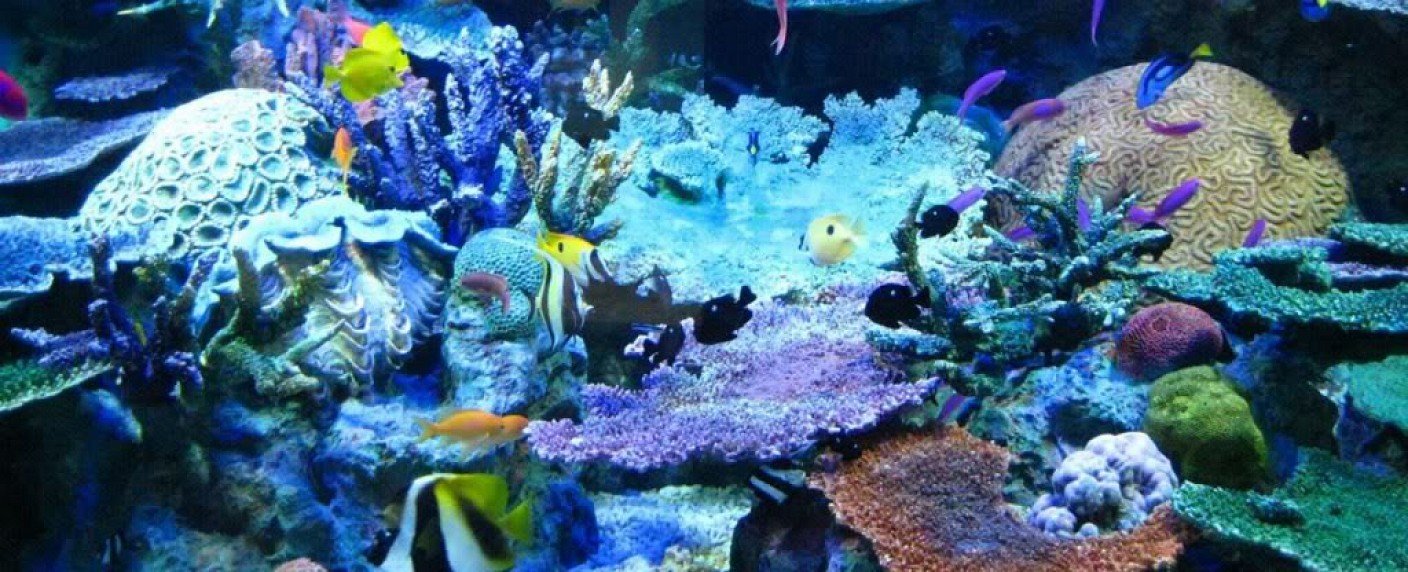 "Jäger und Gejagte" und "Super-Sinne der Tiere" ab April